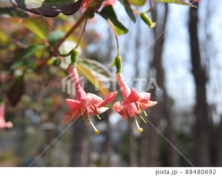 満開のウグイスカグラの花 満開のウグイスカグラの花 88480692