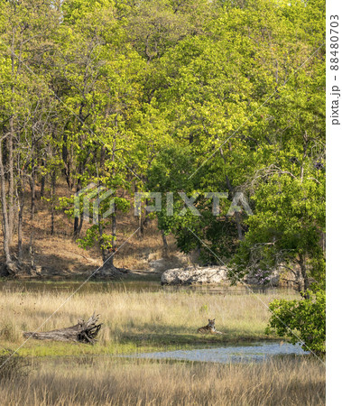 nature scenic landscape and wild bengal male tiger resting in shade of tree and near water body in summer season safari at bandhavgarh national park madhya pradesh india asia - panthera tigris tigris nature scenic landscape and wild bengal male tiger resting in shade of tree and near water body in summer season safari at bandhavgarh national park madhya pradesh india asia - panthera tigris tigris 88480703