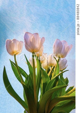 white tulip on a blue background white tulip on a blue background 88480842