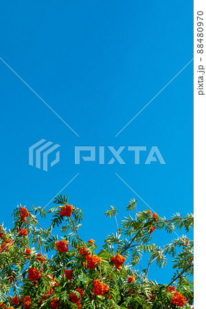 A branches of rowan with red berries background blue sky banner. Autumn and natural background. Autumn banner with rowan berries and leaves. Copy space. 88480970