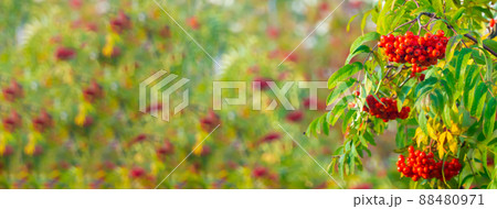 A branches of rowan with red berries banner. Autumn and natural background. Autumn banner with rowan berries and leaves. Copy space. 88480971