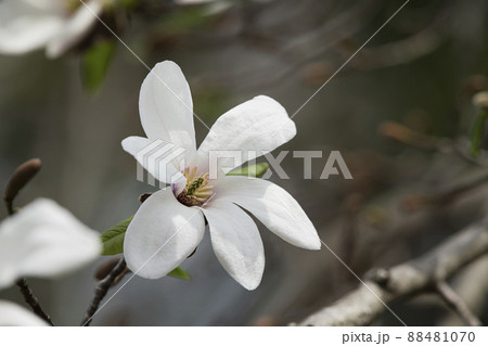 早春を告げるコブシの花 早春を告げるコブシの花 88481070