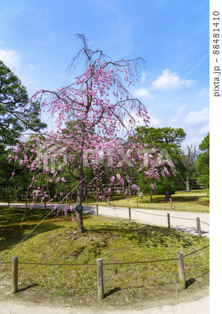 二条城　桜が満開の季節　【京都市】 88481410
