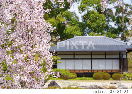 二条城 清流園 香雲亭と満開の桜【京都市】 二条城 清流園 香雲亭と満開の桜【京都市】 88481421