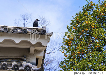 二条城　果実をねらうカラス　桜が満開の季節　【京都市】 88481424