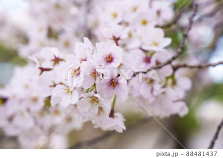 二条城　桜が満開の季節　【京都市】 88481437