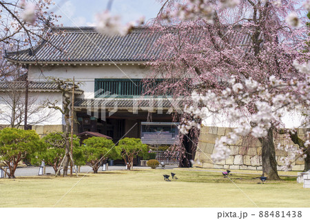 二条城　北大手門　桜が満開の季節　【京都市】 88481438