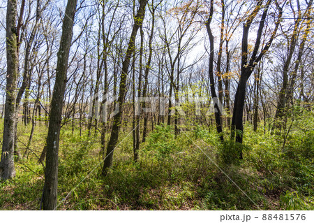 春の新緑の風景 春の新緑の風景 88481576