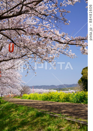 桜並木と菜の花のの遊歩道・京都府木津川市 桜並木と菜の花のの遊歩道・京都府木津川市 88481606