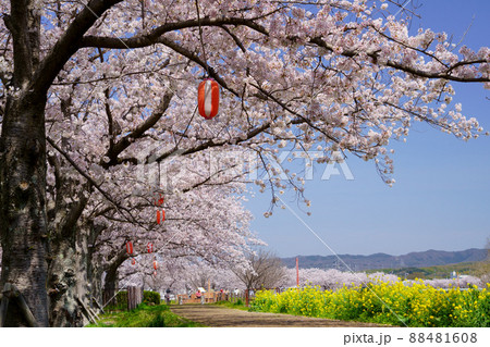 桜並木と菜の花のの遊歩道・京都府木津川市 88481608