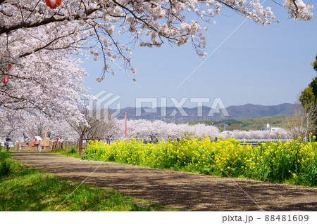 桜並木と菜の花のの遊歩道・京都府木津川市 88481609