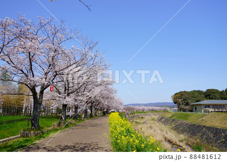 桜並木と菜の花のの遊歩道・京都府木津川市 88481612