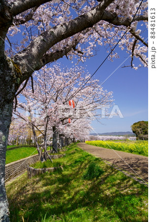 桜並木と菜の花のの遊歩道・京都府木津川市 88481613