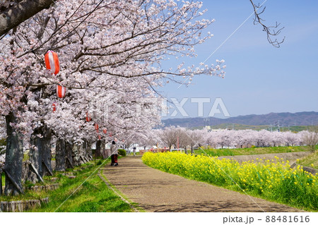 桜並木と菜の花のの遊歩道・京都府木津川市 88481616