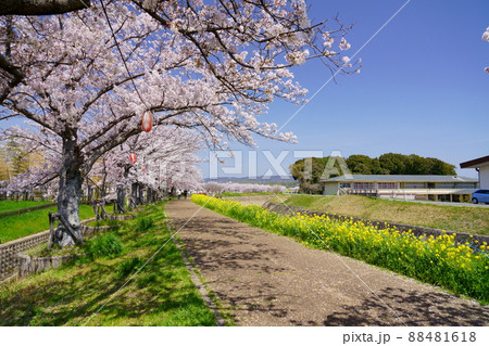 桜並木と菜の花のの遊歩道・京都府木津川市 88481618