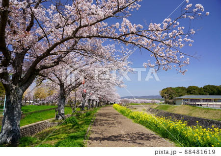 桜並木と菜の花のの遊歩道・京都府木津川市 88481619