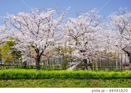 桜並木と菜の花のの遊歩道・京都府木津川市 88481620