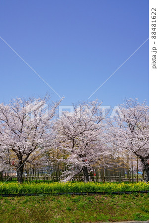 桜並木と菜の花のの遊歩道・京都府木津川市 88481622