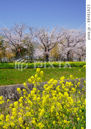桜並木と菜の花のの遊歩道・京都府木津川市 88481623
