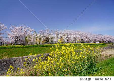 桜並木と菜の花のの遊歩道・京都府木津川市 88481624