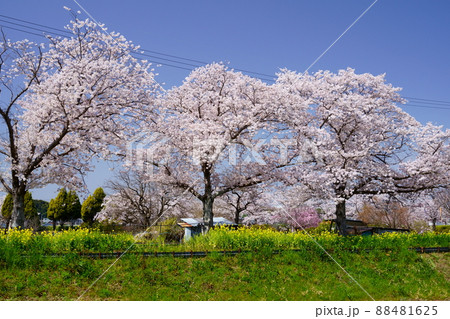 桜並木と菜の花のの遊歩道・京都府木津川市 88481625