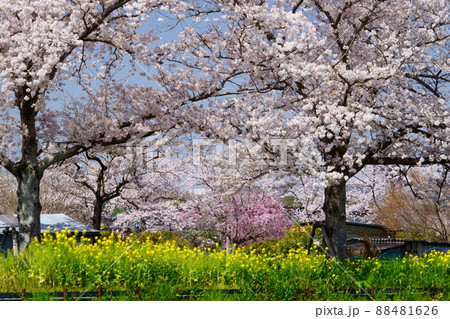 桜並木と菜の花のの遊歩道・京都府木津川市 88481626