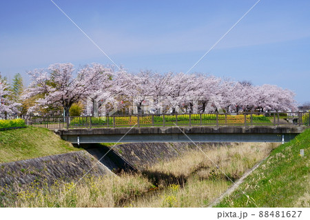 桜並木と菜の花のの遊歩道・京都府木津川市 88481627