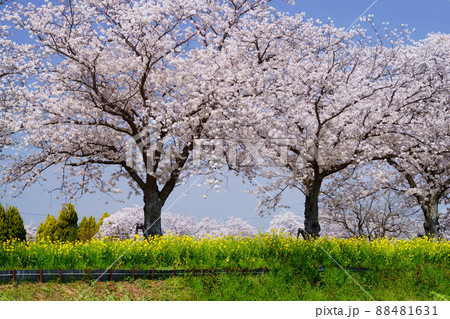 桜並木と菜の花のの遊歩道・京都府木津川市 88481631
