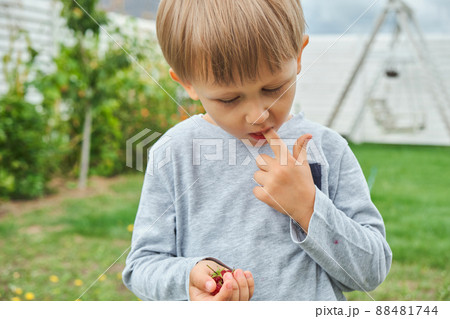 Child 4 years old holding and eating raspberries in backyard Child 4 years old holding and eating raspberries in backyard 88481744