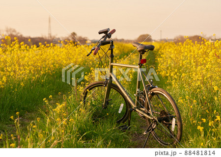 サイクリング　自転車　ミニベロ 88481814