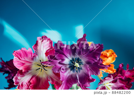 Bunch of Parrot Style Tulips Bunch of Parrot Style Tulips 88482200