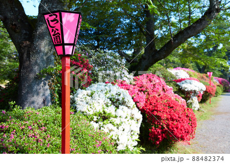 静岡県 磐田市 つつじ公園 88482374