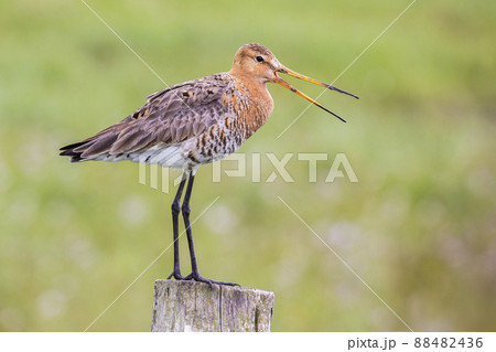 Black-tailed Godwit (Limosa limosa) - Eemnes, the Netherlands 88482436