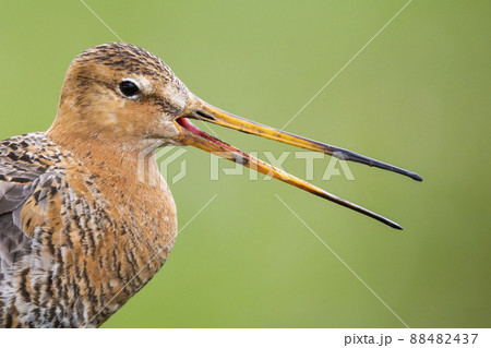 Black-tailed Godwit (Limosa limosa) - Eemnes, the Netherlands Black-tailed Godwit (Limosa limosa) - Eemnes, the Netherlands 88482437