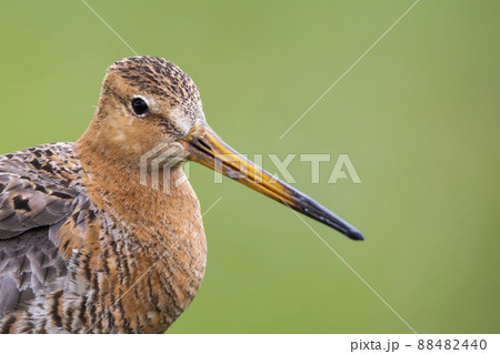 Black-tailed Godwit (Limosa limosa) - Eemnes, the Netherlands 88482440