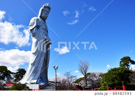 群馬県高崎市 高崎白衣大観音と青空と満開桜 群馬県高崎市 高崎白衣大観音と青空と満開桜 88482593