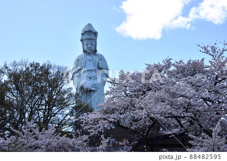 群馬県高崎市 高崎白衣大観音と満開桜 群馬県高崎市 高崎白衣大観音と満開桜 88482595