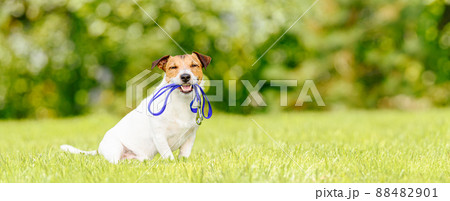 Concept of dog walking and pet sitting with dog holding leash in mouth Concept of dog walking and pet sitting with dog holding leash in mouth 88482901