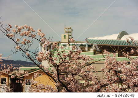 満開の桜と阪神競馬場が見える風景 88483049