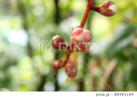 Light pink bud of Indian oak or Freshwater mangrove on red branch. Light pink bud of Indian oak or Freshwater mangrove on red branch. 88483194