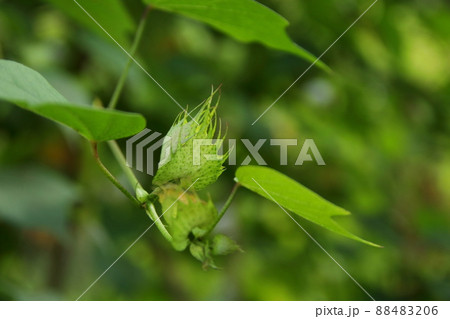 Young flower of Ceylon cotton tree on branch. Young flower of Ceylon cotton tree on branch. 88483206