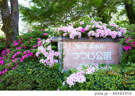 静岡県 磐田市 つつじ公園 静岡県 磐田市 つつじ公園 88483959