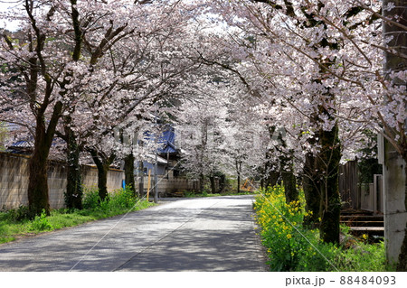 桜のトンネル／栃木市太平山遊覧道路 88484093