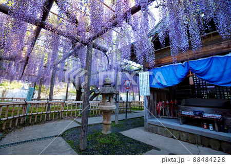 静岡県 磐田市 熊野の長藤 88484228