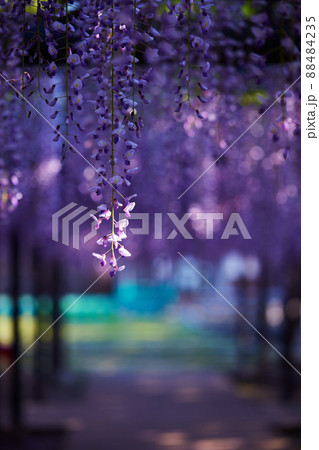 静岡県 磐田市 熊野の長藤 88484235