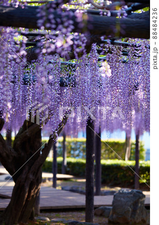静岡県 磐田市 熊野の長藤 静岡県 磐田市 熊野の長藤 88484236