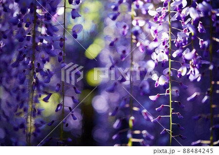 静岡県 磐田市 熊野の長藤 88484245