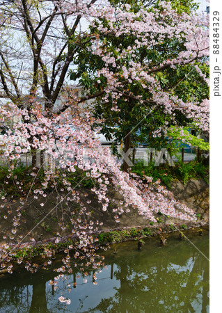 坂川の美しい桜（千葉県松戸市） 88484329