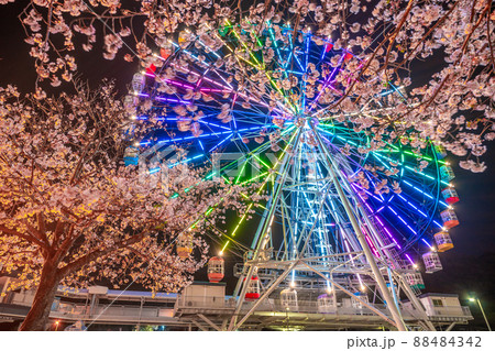 観覧車と桜 ライトアップ イルミネーション 観覧車と桜 ライトアップ イルミネーション 88484342