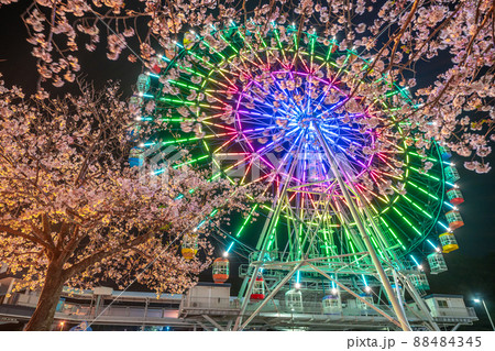 観覧車と桜 ライトアップ イルミネーション 観覧車と桜 ライトアップ イルミネーション 88484345
